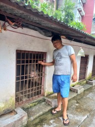 बङ्गुरपालनमा रमाउँदै वडाध्यक्ष सिंजाली